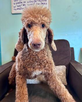 Standard Poodle Dogs Available for Adoption - Donna Feb 26 | PetCurious