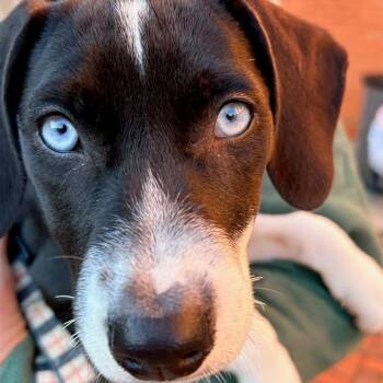 Missy -  Beagle Dog for Adoption in Fenton, Michigan - Missy | PetCurious