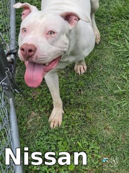 Nissan -  Pit Bull Terrier Dog for Adoption in Rocky Mount, North Carolina - Nissan | PetCurious