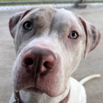 Winter -  Great Dane Dog for Adoption in Providence, Rhode Island - Winter | PetCurious