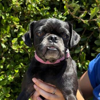 Marla -  Pug Dog for Adoption in Goleta, California - Marla | PetCurious