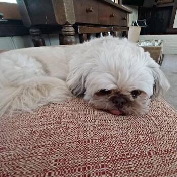 Tuffy -  Shih Tzu Dog for Adoption in Kansas City, Missouri - Tuffy | PetCurious