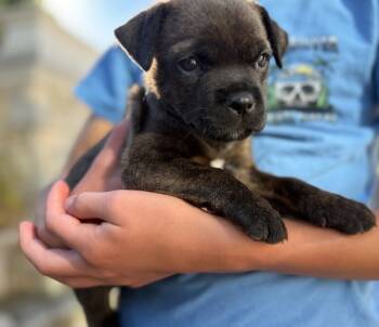 Rescue Chihuahua and Mixed Breed Dogs for Adoption in Los Angeles, California - Tyrana | PetCurious