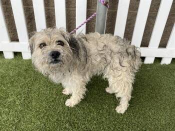 Lhasa Apso and Mixed Breed Dogs Available for Adoption in Modesto, California - A609973 | PetCurious