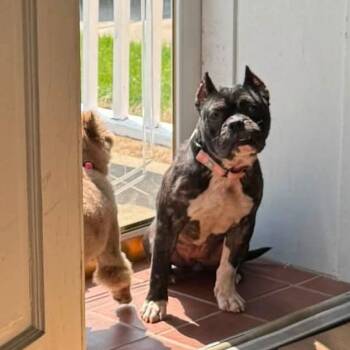 English Bulldog Dogs Available for Adoption in Huber Heights, Ohio - Charlee | PetCurious