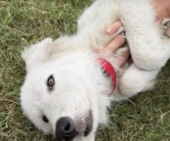 Calypso -  Great Pyrenees Dog for Adoption in Copiague, New York - Calypso | PetCurious
