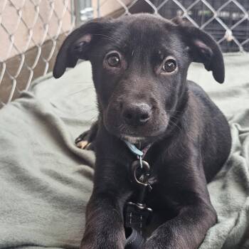Darlene -  Mixed Breed Dog for Adoption in Huntsville, Alabama - Darlene | PetCurious