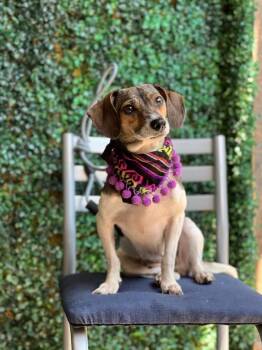 Lily -  Dachshund and Beagle Dog for Adoption in Calgary, Alberta - Lily | PetCurious
