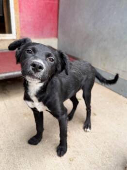 Chihuahua and Mixed Breed Dogs Available for Adoption in Severance, Colorado - Maggui | PetCurious