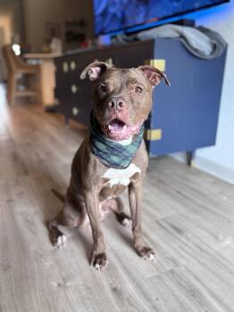 Ted -  American Staffordshire Terrier Dog for Adoption in Martinez, California - Ted | PetCurious