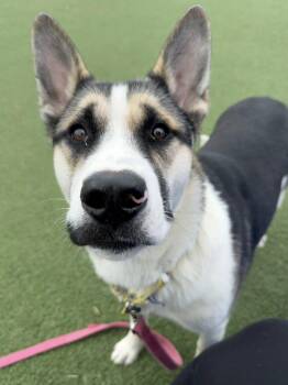 Husky Dogs Available for Adoption in Cleveland, Ohio - Dodger | PetCurious