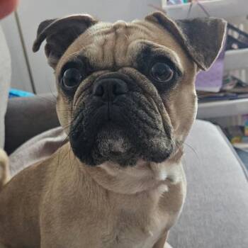 Walter -  Pug and French Bulldog Dog for Adoption in Los Angeles, California - Walter | PetCurious