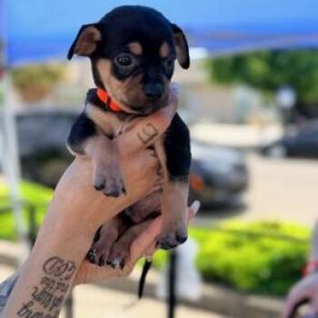 Chihuahua Dogs Available for Adoption in Lodi, California - Chucky | PetCurious
