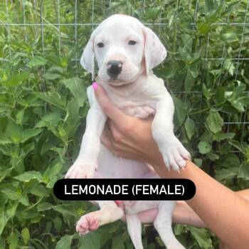 Lemonade -  Hound and Mixed Breed Dog for Adoption in North Charleston, South Carolina - Lemonade | PetCurious