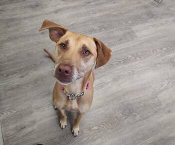 Christa -  Vizsla Dog for Adoption in Newburgh, New York - Christa | PetCurious