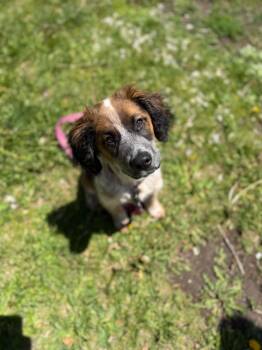 Spaniel and Border Collie Dogs Available for Adoption in Dysart, Iowa - Riggs | PetCurious