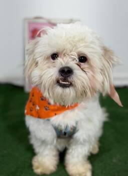 Yeti- -  Shih Tzu and Lhasa Apso Dog for Adoption in Carlsbad, California - Yeti- | PetCurious
