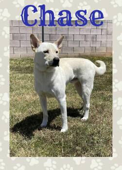 Rescue German Shepherd Dog and Labrador Retriever Dogs for Adoption in Longview, Texas - Chase | PetCurious