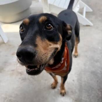 Scarlett -  Rottweiler and Doberman Pinscher Dog for Adoption in Polk, Ohio - Scarlett | PetCurious