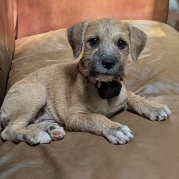 Rosé -  Terrier Dog for Adoption in Baldwin, Maryland - Rosé | PetCurious