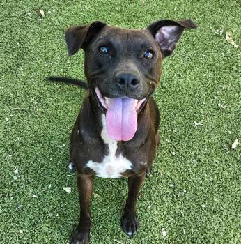 Deecee -  Pit Bull Terrier and Labrador Retriever Dog for Adoption in Austin, Texas - Deecee | PetCurious