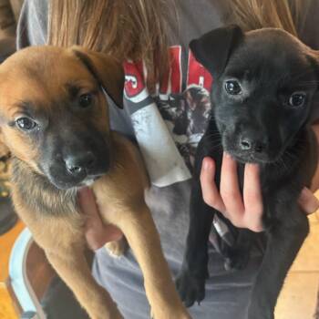 Pixie Stick -  Mixed Breed Dog for Adoption in Bentonville, Arkansas - Pixie Stick | PetCurious