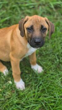 Fripp -  Mixed Breed Dog for Adoption in Taycheedah, Wisconsin - Fripp | PetCurious