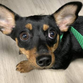 Bitty -  Chihuahua and Dachshund Dog for Adoption in Cleveland, Mississippi - Bitty | PetCurious