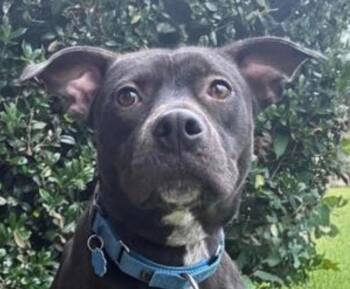 Terrier Dogs Available for Adoption in Bloomfield, Connecticut - Toby | PetCurious