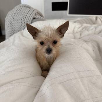 Missy Mae -  Yorkshire Terrier and Chihuahua Dog for Adoption in Oceanside, California - Missy Mae | PetCurious