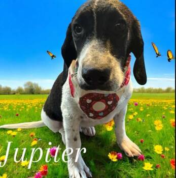 Rescue Labrador Retriever and German Wirehaired Pointer Dogs for Adoption in Horn Lake, Mississippi - Jupiter - Stray J Litter Of 9 | PetCurious