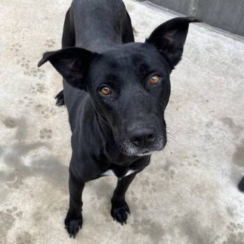 Mixed Breed Dogs Available for Adoption - Serenity | PetCurious