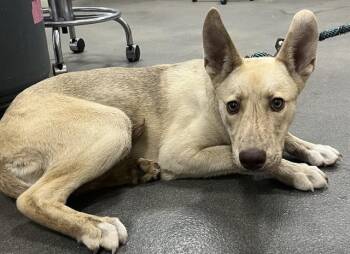 MISTY -  Siberian Husky and Mixed Breed Dog for Adoption - MISTY | PetCurious