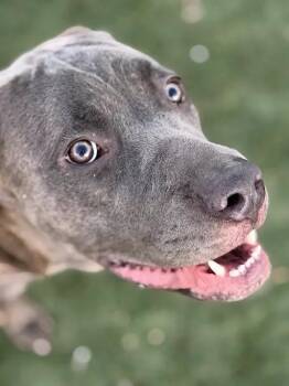 PARIS -  Great Dane Dog for Adoption in Las Vegas, Nevada - PARIS | PetCurious