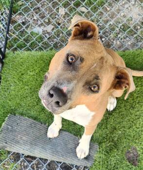Pit Bull Terrier Dogs Available for Adoption in Billings, Montana - Nova | PetCurious