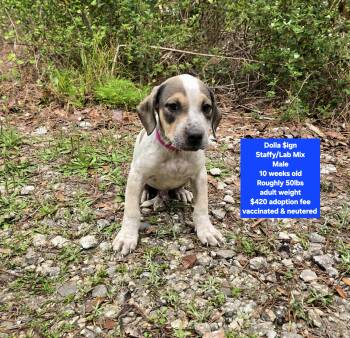 Staffordshire Bull Terrier and Labrador Retriever Dogs Available for Adoption - Dolla $ign | PetCurious