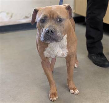 Mastiff and Boxer Dogs Available for Adoption in Camarillo, California - NAGEE | PetCurious