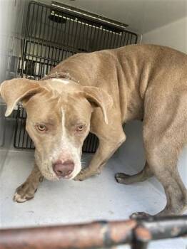 Rescue Pit Bull Terrier and Mixed Breed Dogs for Adoption in Houston, Texas - A644429 | PetCurious