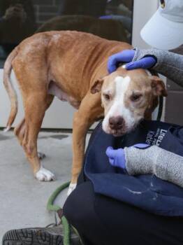 Mixed Breed Dogs Available for Adoption in Chamblee, Georgia - Mildred | PetCurious