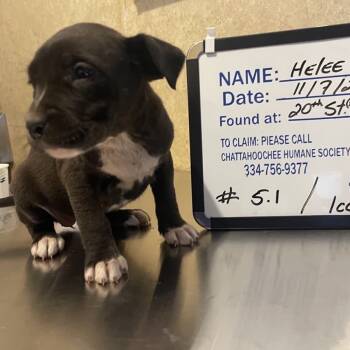 Rescue Black Labrador Retriever Dogs for Adoption in Valley, Alabama - Helee | PetCurious