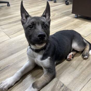 Mixed Breed Dogs Available for Adoption in Newark, New Jersey - Wolfe | PetCurious