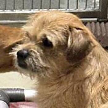 Gordo - URGENT -  Norwich Terrier Dog for Adoption in Thousand Oaks, California - Gordo - URGENT | PetCurious