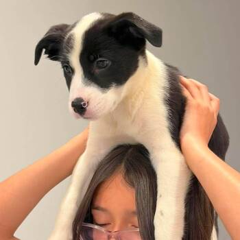 Minnie -  Retriever and Terrier Dog for Adoption in Corpus Christi, Texas - Minnie | PetCurious