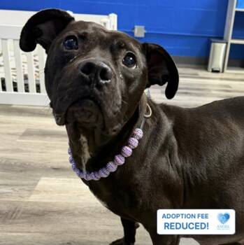 Darla -  Pit Bull Terrier Dog for Adoption in Naperville, Illinois - Darla | PetCurious