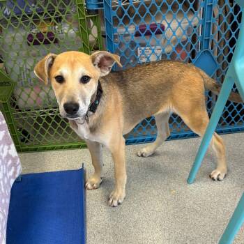 Barnes -  Mixed Breed Dog for Adoption in Wheeling, Illinois - Barnes | PetCurious