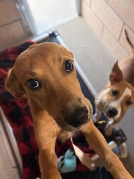 Rose -  Mixed Breed Dog for Adoption in Morristown, New Jersey - Rose | PetCurious