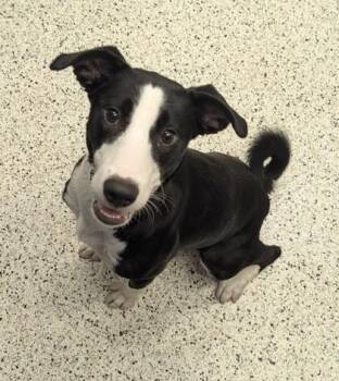 Apple - ADOPTED -  Mixed Breed Dog for Adoption in Atlanta, Georgia - Apple - ADOPTED | PetCurious
