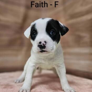 Pit Bull Terrier and Mixed Breed Dogs Available for Adoption in Griswold, Connecticut - Faith | PetCurious