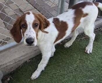 Declan -  Irish Setter Dog for Adoption in Denton, Texas - Declan | PetCurious