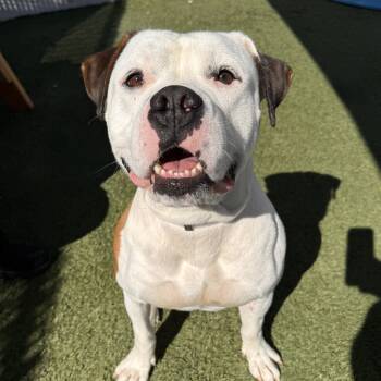 Rescue Pit Bull Terrier Dogs for Adoption in Long Beach, California - Ghost | PetCurious